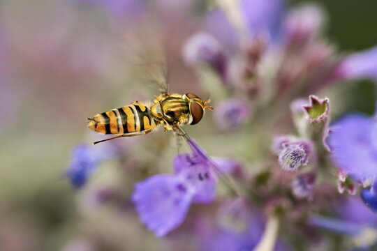 Striped hoverfly (Episyrphus balteatus), approaching a catmint flower (Nepeta x faassenii), Meienberg, Canton of Aargau, Switzerland