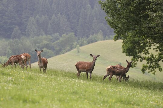Red deer (Cervus elaphus) mixed herd on a summer mountain meadow Allg&auml;u, Bavaria, Germany