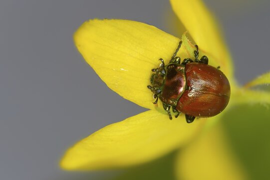 Chrysolina polita, smoothed leaf beetle, smoothed drop beetle, knotgrass leaf beetle, watermint leaf beetle, beetle, coleoptera, insects, beetles