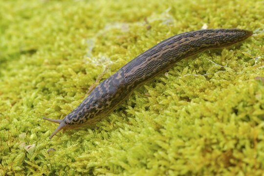 Big snail, big snowgel, limax maximus, snowgel, tiger snail, gastropod, great grey slug, leopard slug, mollusca, molluscs, snails, snails, molluscs