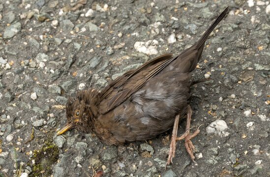 Blackbird, dead find, turdus merula, birds, female, passeri, songbirds, songbirds, road death, death, dead, traffic victim, traffic death, birds, female, run over