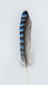 Feather of a jay (Garrulus glandarius), exempted, Vechta, Lower Saxony, Germany