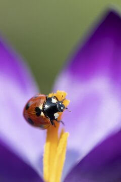 Seven-spot ladybird (Coccinella septempunctata) adult insect on a garden Crocus flower in springtime, England, United Kingdom