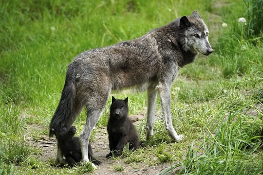 Timberwolf, American wolf (Canis lupus occidentalis), captive, pups with adult, Germany