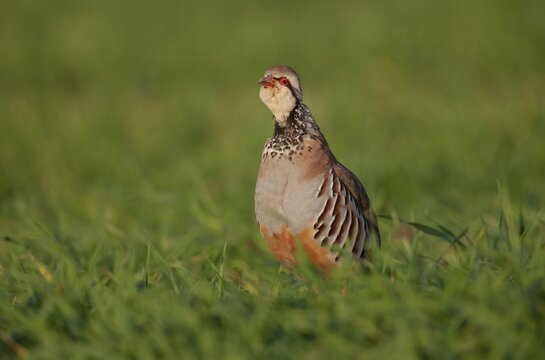 Red legged partridge (Alectoris rufa) adult bird standing in a farmland cereal field in spring, Suffolk, England, United Kingdom