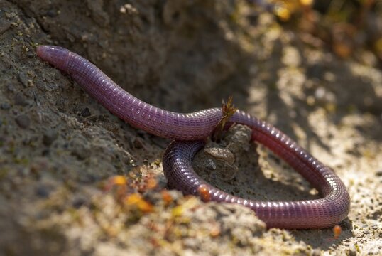 Blanus cinereus, Moorish web digs, Mediterranean worm lizard, web burrow, ringworm, lizards, Extremadura, reptiles, lizards, reptilia, reptiles, Spain