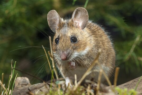 Apodemus flavicollis, yellow-necked mouse, rodents, rodentia, yellow-necked mouse, mammals, mouse, muroids, mice, rodents, mammals