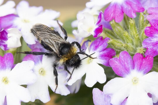 Buff tailed bumblebee (Bombus terrestris) adult bee insect on a garden flower in summer, England, United Kingdom