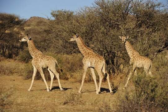 Three young Giraffes (Giraffa camelopardalis), Otjozondjupa Region, Namibia