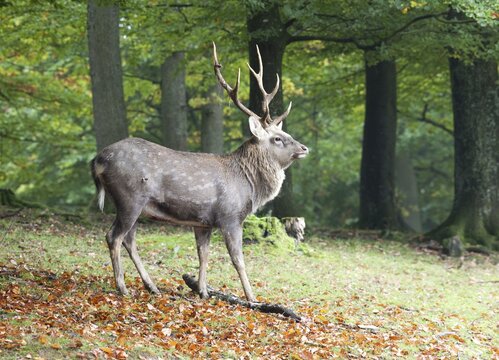 Sika Deer, Spotted Deer or Japanese Deer (Cervus nippon)