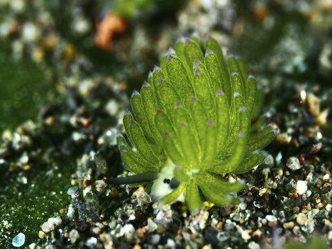 Small green nudibranch, the &lsquo;Shaun the Sheep' nudibranch (Costasiella kuroshimae), on the seabed. The nudibranch is also known as &lsquo;Shaun the Sheep'. Marine nudibranch with kleptoplastids. The chloroplasts, which have been taken up from the green alga Avrainvillea lacerata and stored within its own body, are clearly visible. Body length approx. 3 mm. Dive site: Puri Jati, Umeanyar, Bali, Indonesia