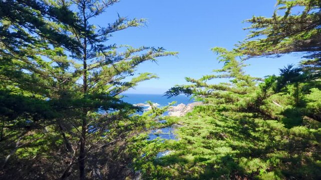 Forest with ocean and blue sky