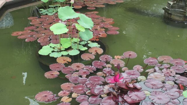 top down close up of an exotic red water lily blossom and bud surrounded by circular serrated bronze and purple tinted lily pads floating on calm pond water