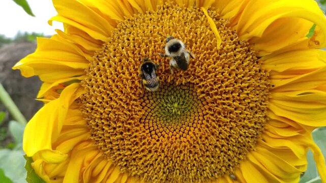 Bees are sitting on a sunflower