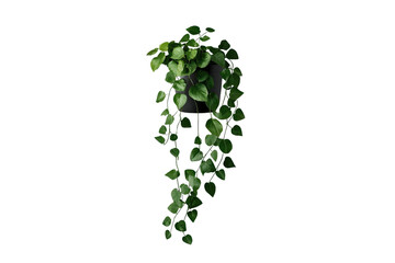 Obraz premium Small hanging ivy plant with long trailing green vines