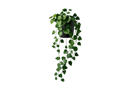 Small hanging ivy plant with long trailing green vines
