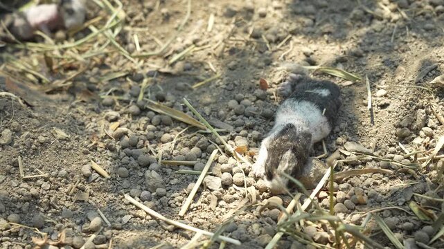 baby rabbit looks small on the ground in the middle of nature, little rabbit spends most of its time sleeping and resting so that it can grow strong and healthy.