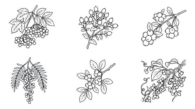 Vintage botanical berry illustrations, hand drawn wild berry branches set, 6 black and white vector line art sketches
