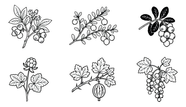 Vintage botanical berry illustrations, set of 6 hand drawn garden fruit vectors, black and white line art sketches for organic food packaging