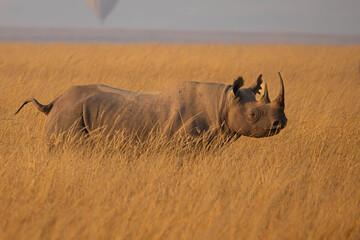 Rhino in the wild © creativebrosis