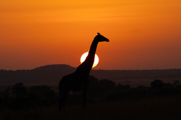 Giraffe during Sunrise © creativebrosis