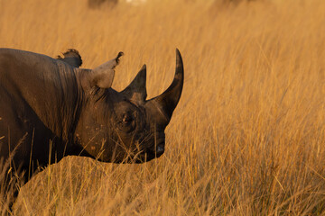 rhino in the wild © creativebrosis