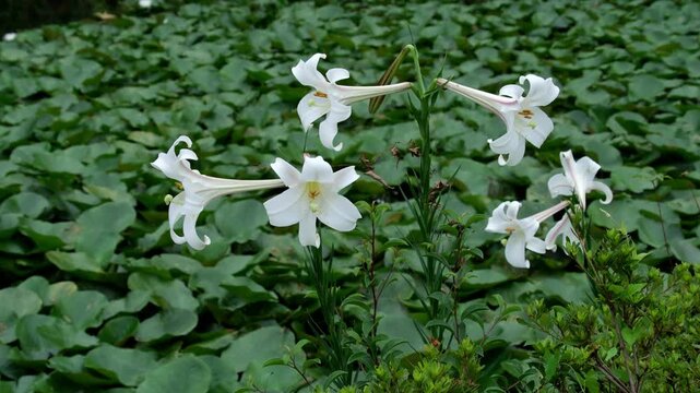 水辺の花」の写真素材 | 28,693件の無料イラスト画像 | Adobe Stock