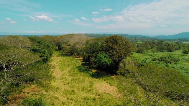 Scarlet macaw flying above lush tropical forest with sunlit greenery and open field in Costa Rica