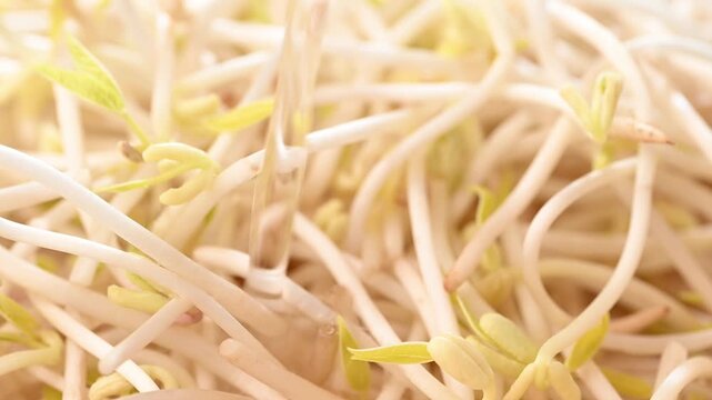 Close-up of pouring water onto fresh mung bean sprouts to wash, food preparation