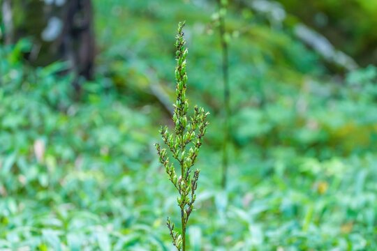 初夏の高原に咲くバイケイソウの種子 鮮やかな緑の森林風景クローズアップ