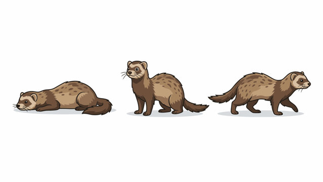 Three Ferrets Posed in Different Positions on a White Background.