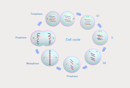 Cell cycle: Figure at each phase   