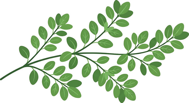Stylized vector illustration of a green moringa branch with small oval leaves.