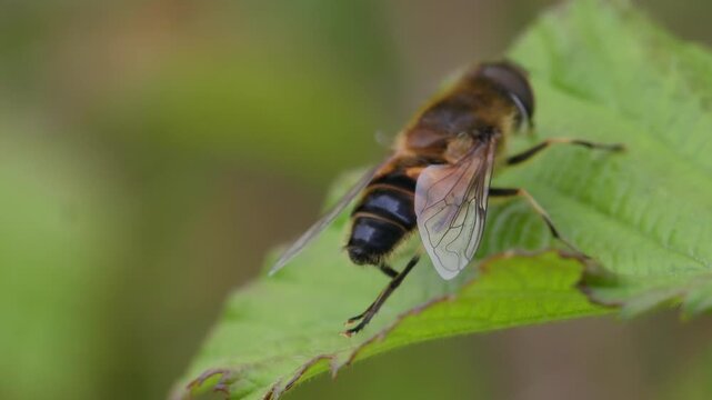 Close-up macro shot of a bee-mimicking hoverfly on a bramble leaf in Lazio region during winter
