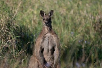 Kangaroo stands tall in grassy field © Travis
