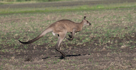 Kangaroo leaps across open field © Travis