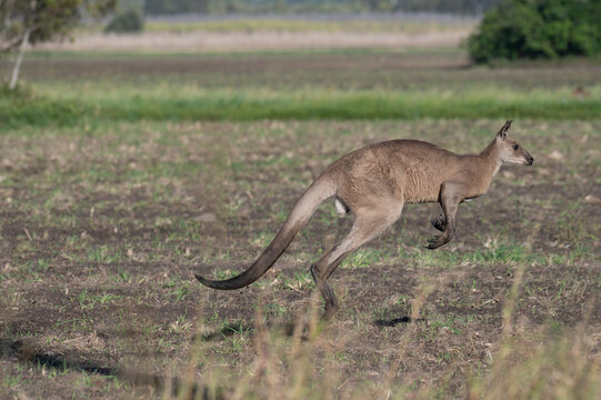 Red kangaroo leaps across a grassy field