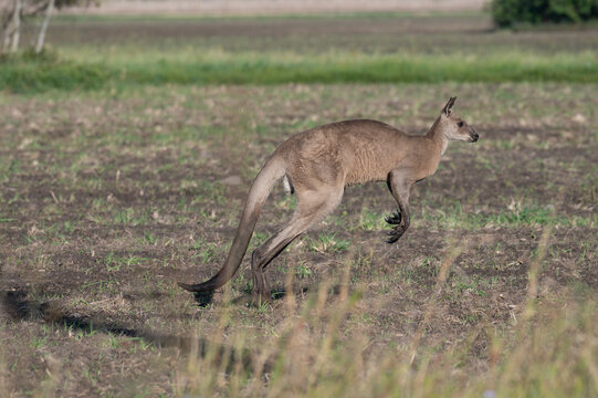 Kangaroo leaps across a dry grassland