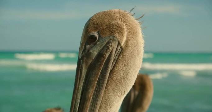 Brown Pelican Resting on Rocky Caribbean Coast in Tulum, Mexico. Tropical coastal wildlife and nature travel destination