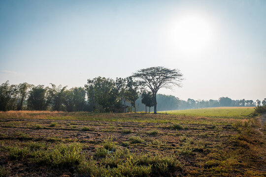 Landscape view of dry harvested fields and lush green trees under bright morning sun flare, Bajawa, East Nusa Tenggara, Indonesia.
