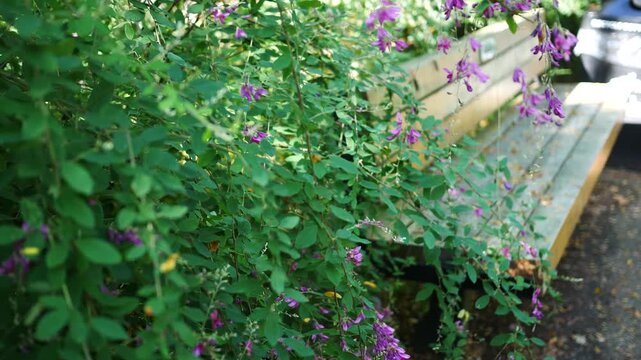  Blurry Park Bench with Cinematic Foreground Plant