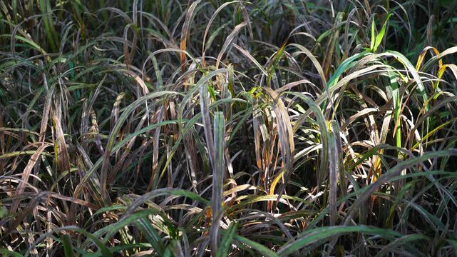 Documentary Filler Shot - Clumps of Wet Weeds or Plants