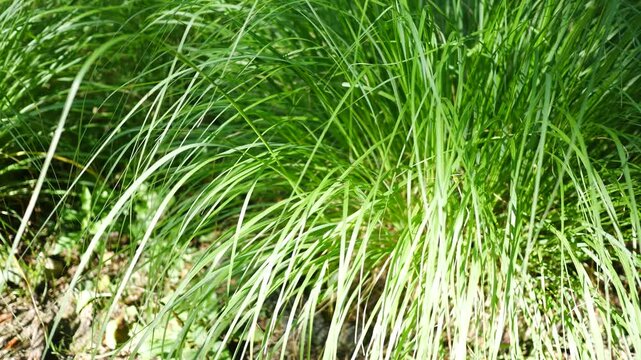 Long Weeds of Grass Clumps in Jungle in Hot Day - Filler Shot