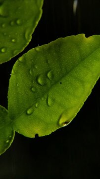 Fresh rain water resting on highly porous yellow green citrus foliage Vertical Video 24fps