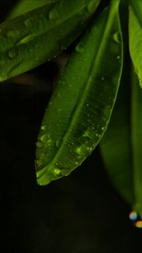 Rain washing over a long dark green plumeria leaf with distinct parallel veins Vertical Video 24fps