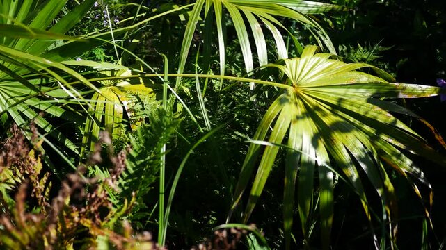  Nature Documentary Filler Shot - Lush Jungle Palm Fronds