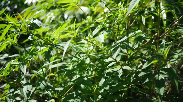 Vegetation Flutters in the Wind - Documentary Nature Filler Content