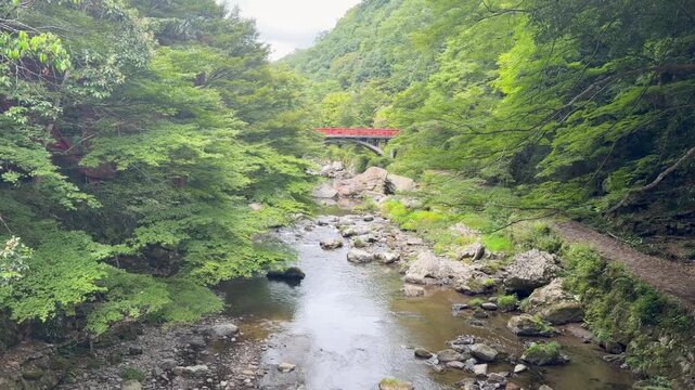 京都・清滝川の美しい清流　緑豊かな山間を流れる渓流の風景