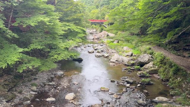 京都・清滝川の美しい清流　緑豊かな山間を流れる渓流の風景