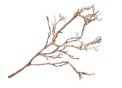 Watercolor bare tree branches isolated on white background. Autumn or winter hand-drawn botanical clipart for card or textile and modern branding. Brown nature element for wallpaper or wrapping